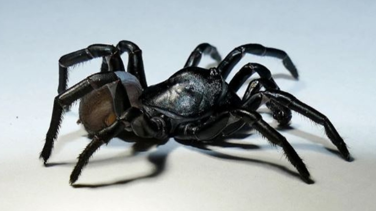 Pine Rockland Trapdoor Spider New Venomous Spider That Can Live For 20 Years Discovered At Us