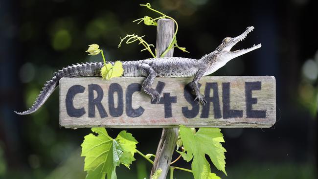 HOLD FOR HERALD SUN PIC DESK---Tracey Sandstrom who runs Roaming Reptiles [ESSENTIAL CREDIT] has a Saltwater Crocodile for sale named 'Kakadu'.  Picture: Alex Coppel