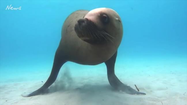 Marine life in Great Australian Bight