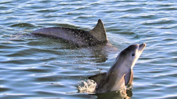 Mouse and her calf, Squeak. Picture: Marianna Boorman