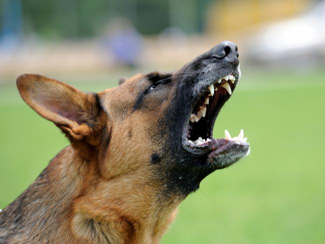 Council investigates dog attacks on southwest Sydney livestock