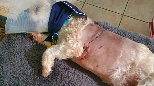 Boronia Heights couple’s dog Buster (pictured) and their two other dogs were attacked while out walking.