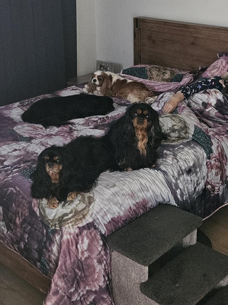 Kylie Knott's mum Chris is a registered breeder of Cavalier King Charles spaniels and has four of her own. Picture: Supplied by family