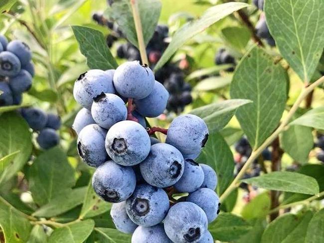 Orara Downs Blueberries are a family owned business in Grafton.