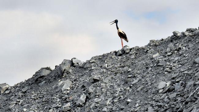 A Jabiru sits on top of rock pile at the Ranger uranium mine. in Kakadu National Park, Northern Territory, Australia