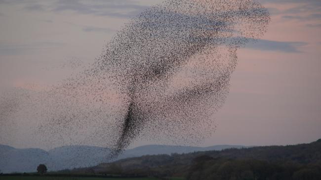 Australians are travelling to all corners of the world to experience natural phenomena such as the starling murmuration at Leighton Moss in Lancashire.