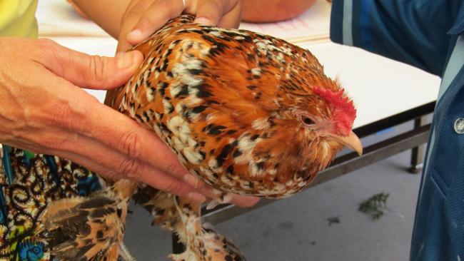 Penny Frost is raising money via GoFundMe for a new chicken coop at Jingili Primary School.