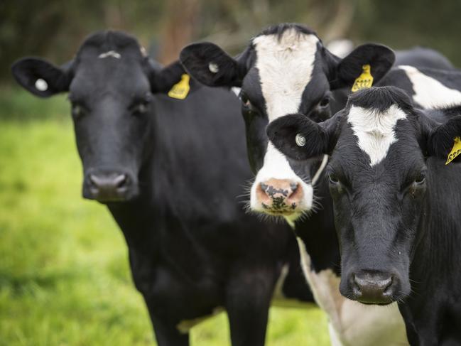 FOCUS DAIRY Matt and Alli ReidMatt and Alli Reid on their farm at Carlisle RiverPictured: Generic dairy farm. Generic dairy cows. Milk.PICTURE: ZOE PHILLIPS