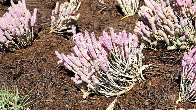 Grey samphire at Kinka wetlands. Picture: Kylie Jones