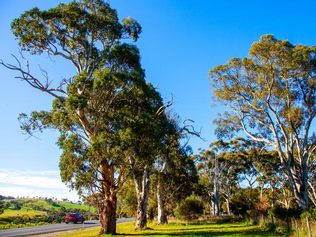 ‘Ancient trees’ face mass clearing for Victor Harbor Rd