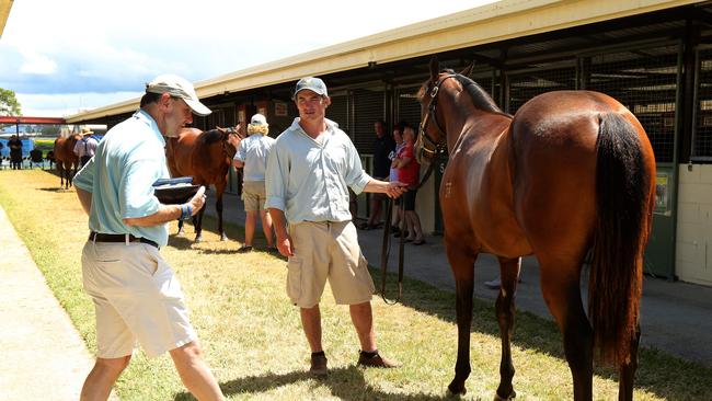 Pictured at the Magic Millions sales, Angus Gold looking over yearlings from Turangga Farm. Picture: Mike Batterham