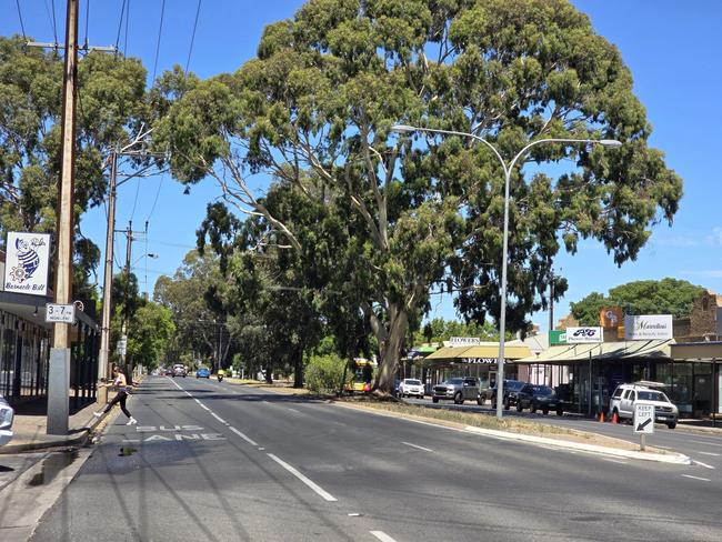 Overhanging branches on Goodwood Road, at Cumberland Park. Picture: Frank Pangallo