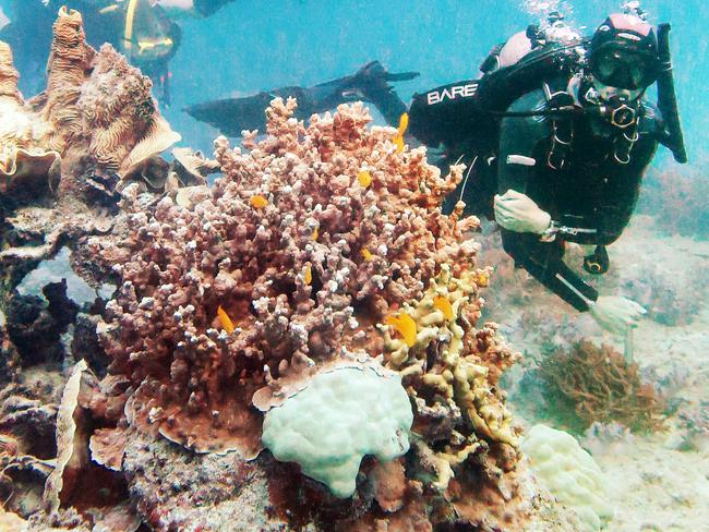 All proceeds from Midnight Oil’s ‘Oils at the Reef’ concert will go towards scientific research aimed at protecting the reef. Picture: Brendan Radke