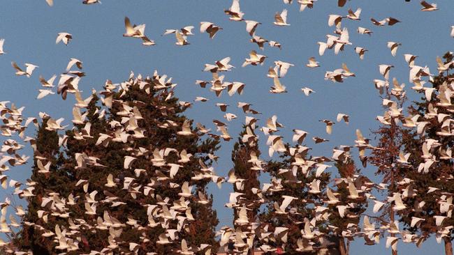 Corellas take to the air in the Hackham area.