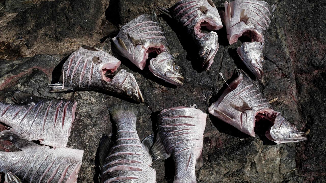Nile perch being prepared to be cooked. Picture: Yasuyoshi Chiba/AFP
