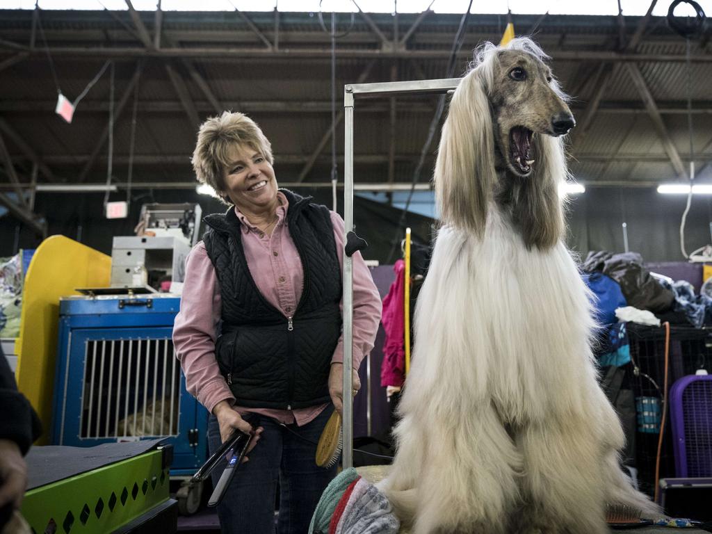 Divin the Afghan Hound yawns while sitting backstage in the grooming area at the 142nd Westminster Kennel Club Dog Show at The Piers on February 12, 2018 in New York City. The show is scheduled to see 2,882 dogs from all 50 states take part in this year’s competition. Picture: Getty Images