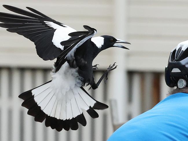 A Magpie repeatedly attacking cyclists along Sandford Street, Toowong. Picture: Liam Kidston