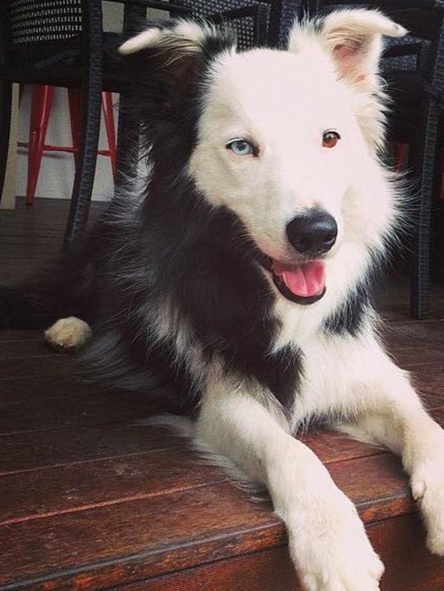 Megan Shields’ love of her life is Bear aka “The Weasel”. He’s the most beautiful soul and the closest thing to a human a dog could be. He is her best friend.