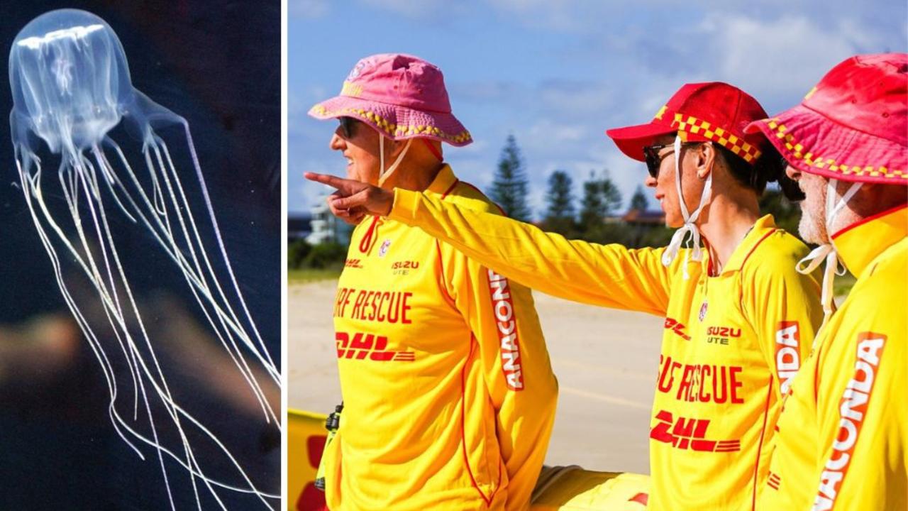 Stingers strike Strand swimmers just days after nets removed