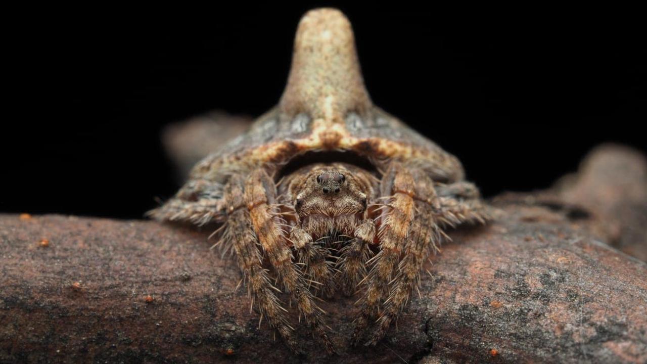 9 New Spider Species We Just Discovered 