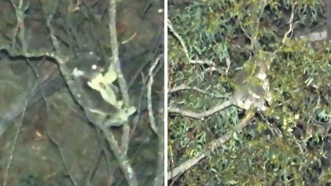 Thermal drone vision has revealed koalas living in a Western Downs forest earmarked for clearing by a multinational coal seam gas company.