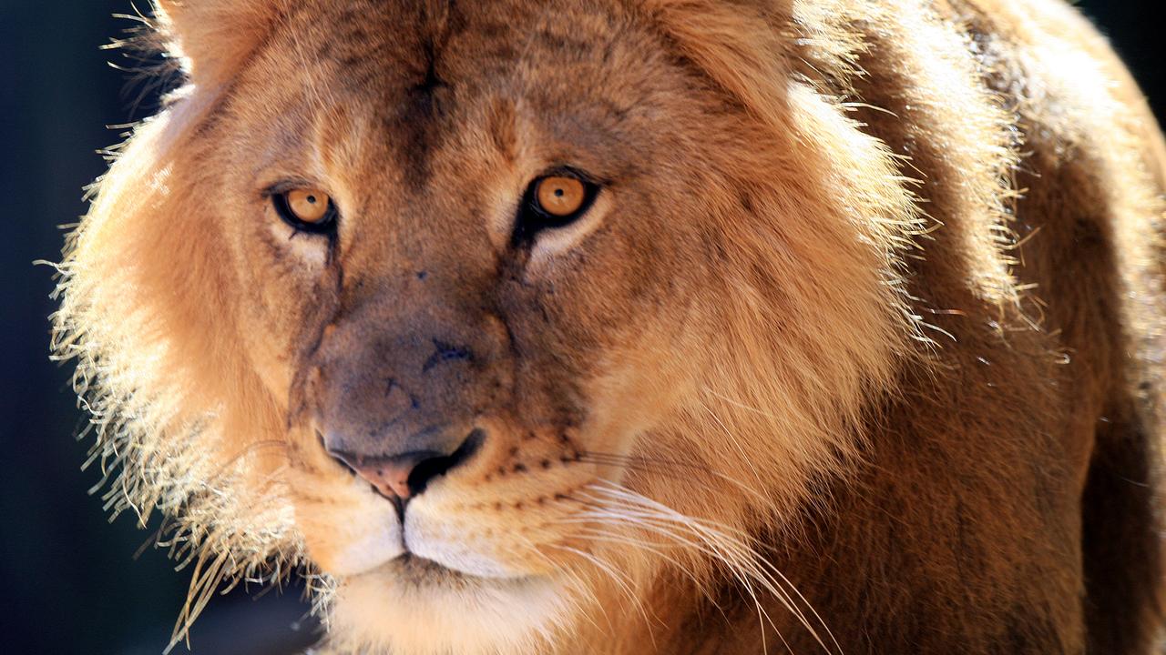 Taronga Zoo is home to two adult lions and five cubs. Picture: Craig Greenhill