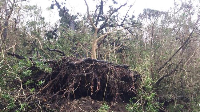 An uprooted tree on Daydream Island.