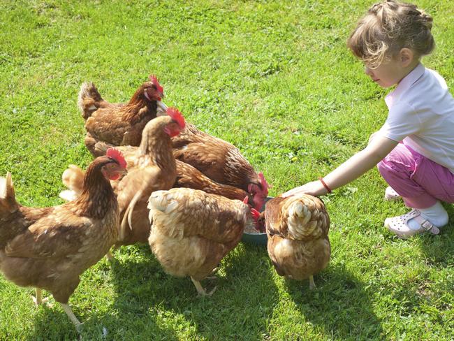 girl and chickens in Lawn, chickens, brown, girl, backyard, istock.