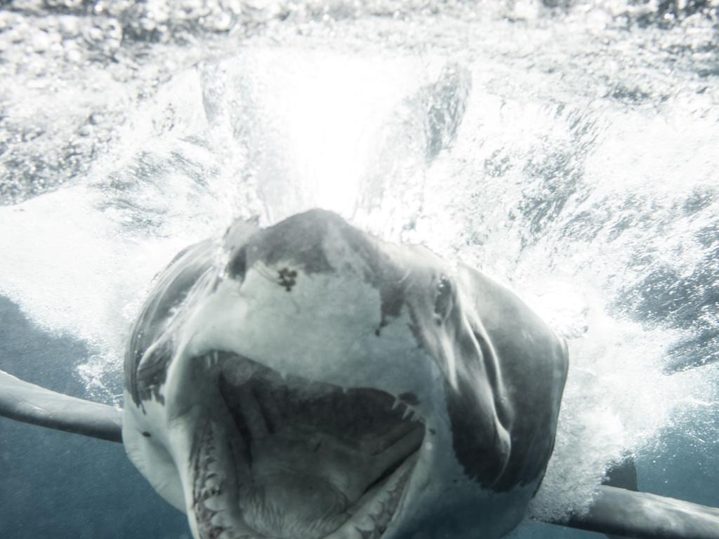 Wild Moment Huge Great White Shark Charges Diving Cage Au 1513