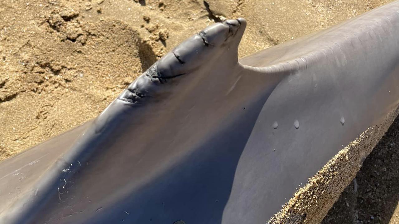 A dead baby dolphin was found on a beach in Point Vernon, on the Fraser Coast, with its cause of death causing much debate online.