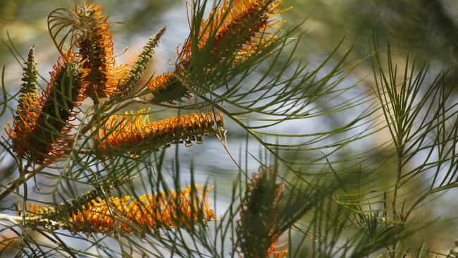 A silky grevillea at Emma Gorge, in the El Questro Wilderness Park