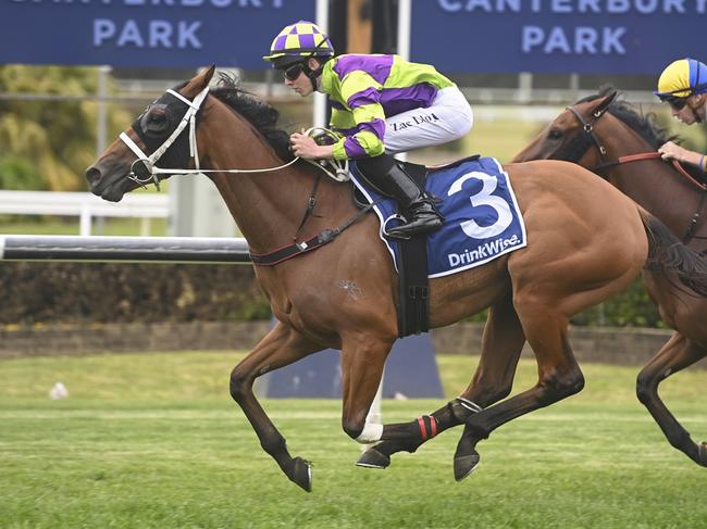 Point Counterpoint is chasing a well deserved win in the Armidale Cup. Picture: Bradley Photos