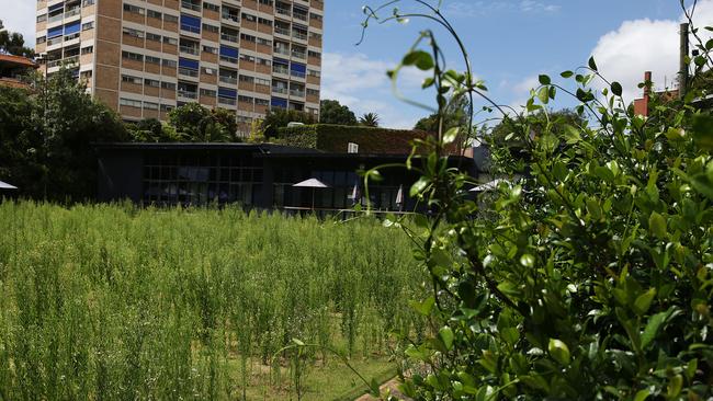 Paddington Bowling Club has been left and weeds have overtaken the old bowling green.