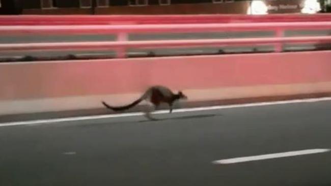 The kangaroo swerves toward the Cahill Expressway. Picture; Supplied.