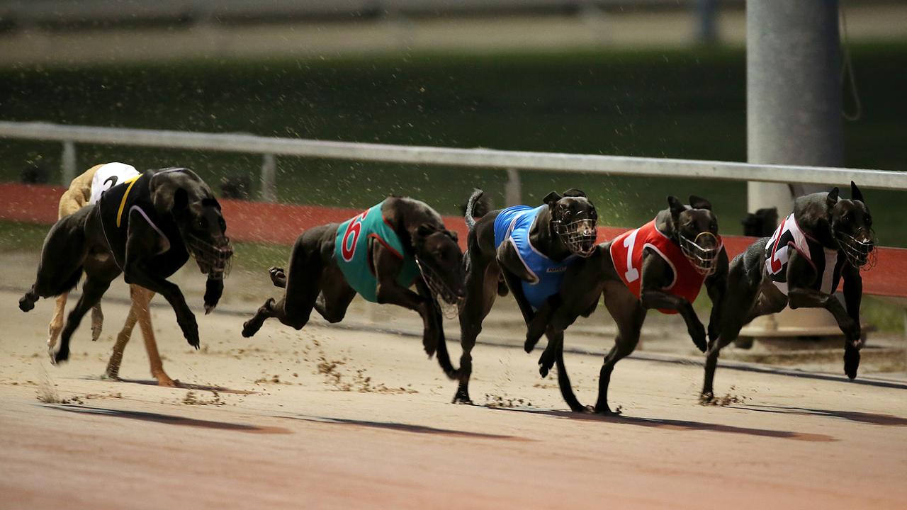 Greyhound racing at the Ipswich track.