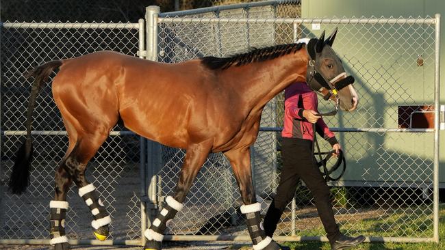 Japanese raider Prognosis at the Werribee quarantine centre as he prepares for the Cox Plate at The Valley. Picture: Racing Photos via Getty Images