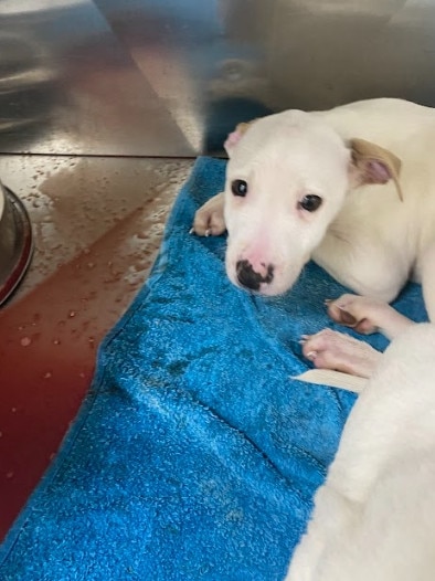 A sick puppy was trapped in a cage with its own blood. Pictures: Supplied