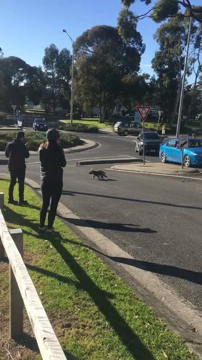 Koala Blocks Traffic While Taking a Morning Stroll. Credit - Facebook/Lorne Holiday Stays via Storyful