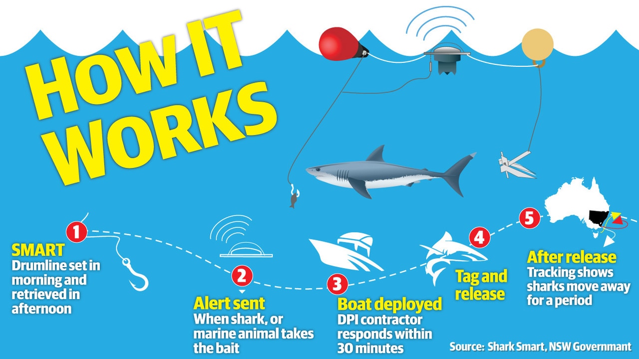 Northern Beaches shark nets complimented with SMART drumlines | Daily Telegraph