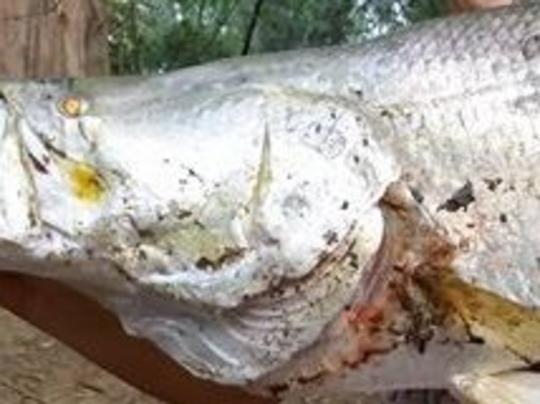 Jessica Henggeler on the bank of the Daly River with her massive catch, a 130cm barramundi.