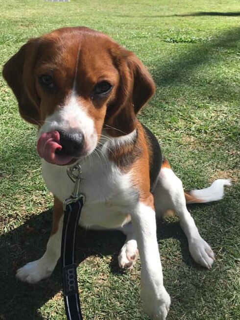 Teresa Griffo's beagle puppy, Berlin, who was allegedly poisoned at New Farm Park. Picture: Supplied