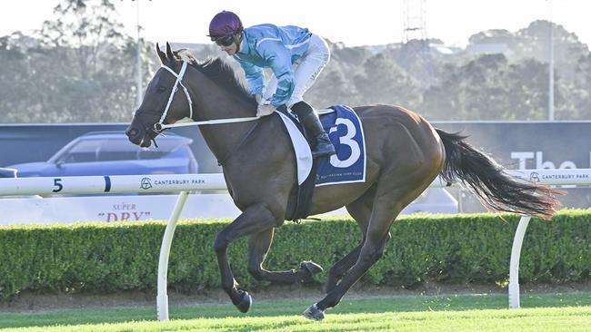 Wa Wa Wa can land his first career win when steps out on his home track on Wednesday. Picture: Bradley Photos