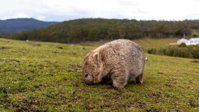 A Maria Island Wombat. Photo: Tim Coad.