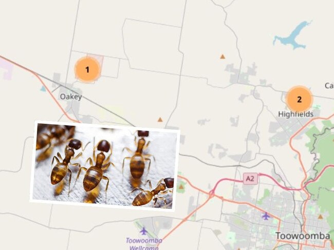 Fire ants have been found in Oakey, northwest of Toowoomba. April 2024.