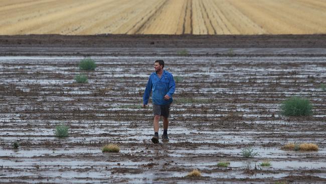 Farmer Nat Groves walks through rain drenched paddocks on the  family farm near Gunnedah in drought-ravaged North West NSW. Picture by Peter Lorimer.