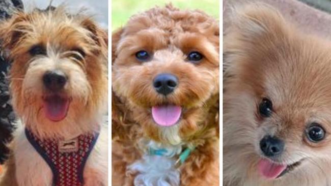 Lismore's cutest dogs competition 2024: Cast your vote