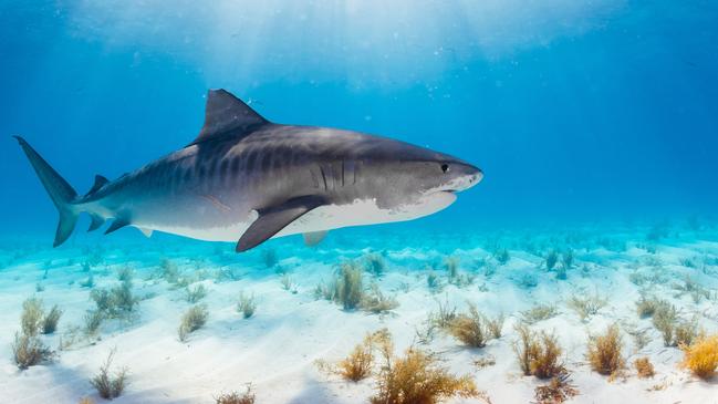 A tiger shark swims off Queensland.