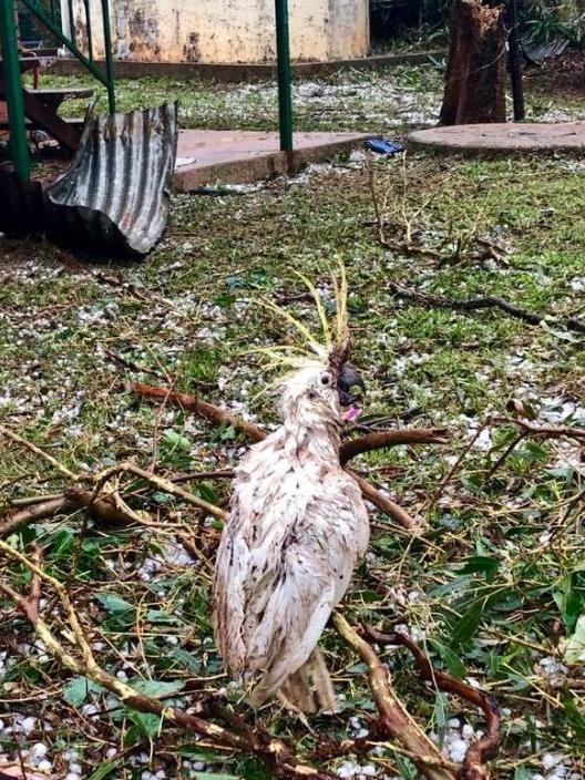 This cockatoo was worse for wear after being caught in the storm. Picture: Damien Tessmann