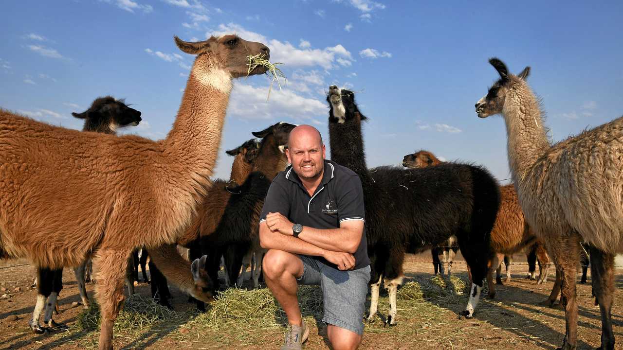 LLAMA FARMER: Shane Hancock, alongside partner Darren, runs The Llama Farm from their Pine Mountain property. The couple have opened their farm up to the public. Picture: Rob Williams