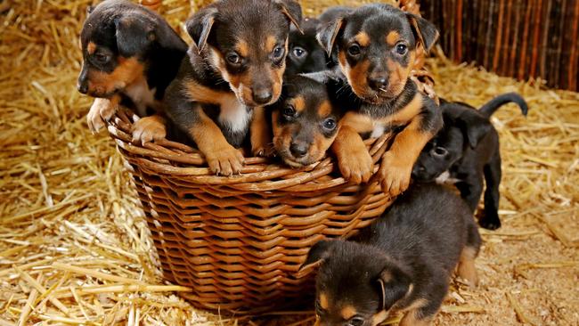 Five-week-old kelpie cattle dog pups that are on display in the Farmyard Nursey at the Sydney Royal Easter Show. Picture: Toby Zerna